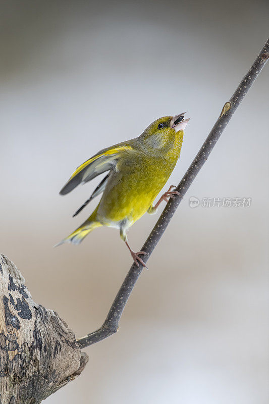 波兰比亚沃维耶扎，冬天的欧亚绿翅雀(Chloris Chloris)